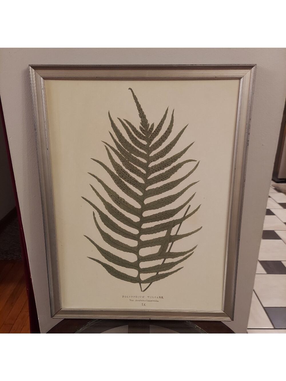 Botanical Lowe's Ferns 1856 Polypodium Vulgare IX 20"x26" Framed Art Print